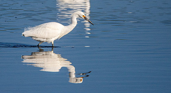 Snowy egret