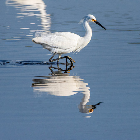 Snowy egret