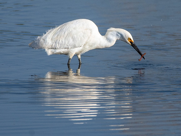 Snowy egret