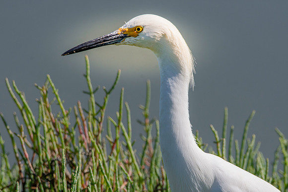 Snowy egret
