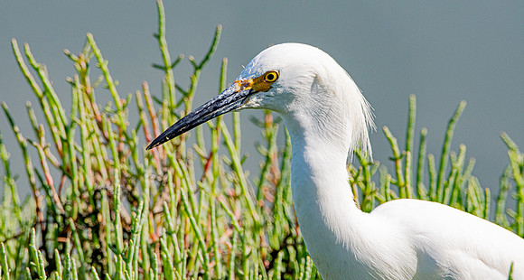 Snowy egret