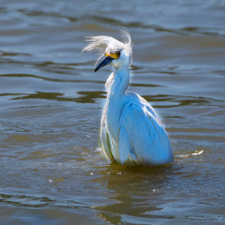 Snowy egret