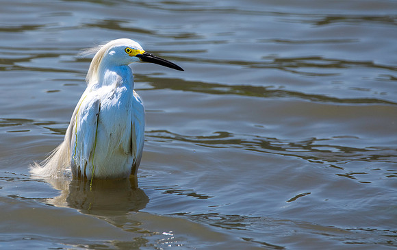 Snowy egret