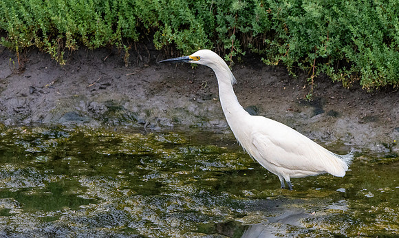 Snowy egret