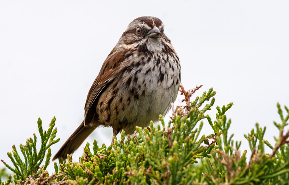 Song sparrow