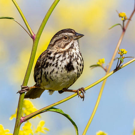 Song sparrow