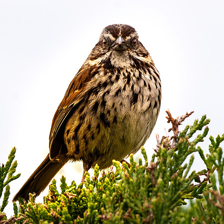 Song sparrow