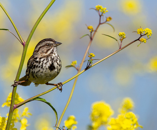 Song sparrow