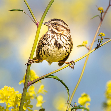 Song sparrow