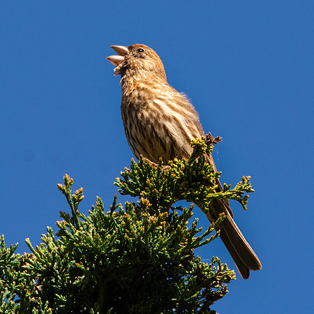 Song sparrow