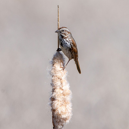 Song sparrow