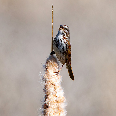 Song sparrow