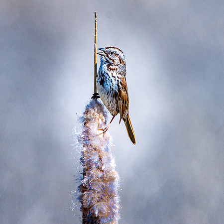 Song sparrow