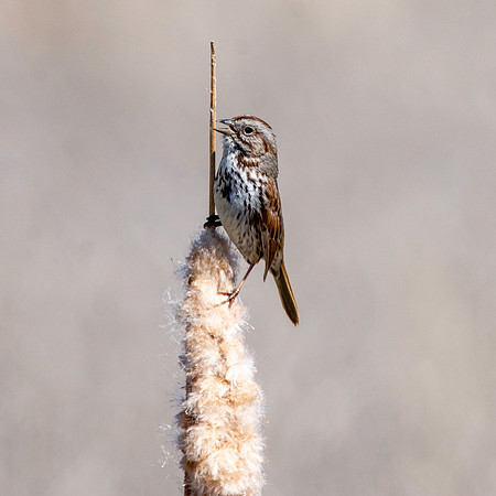 Song sparrow
