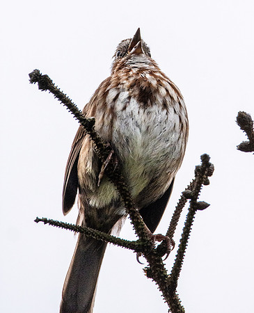 Song sparrow