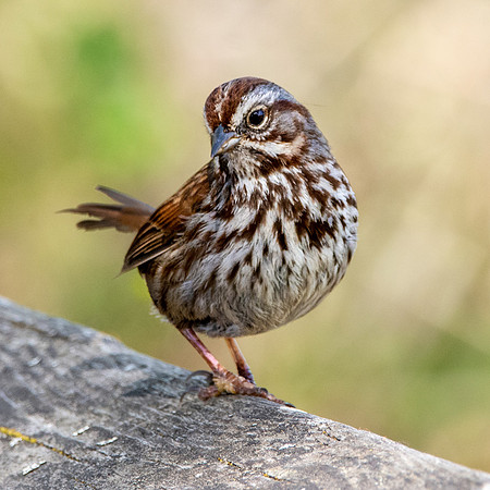 Song sparrow