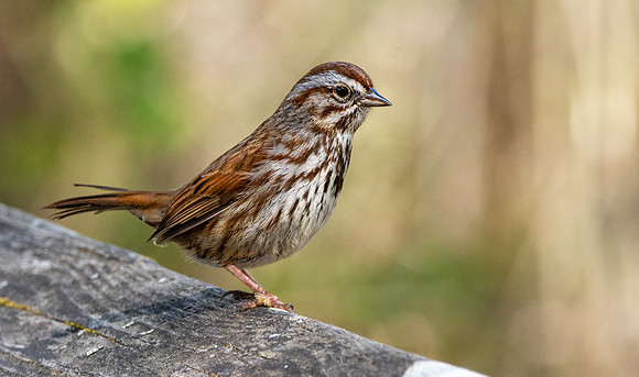 Song sparrow