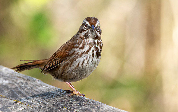 Song sparrow