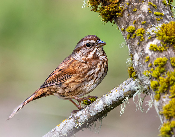 Song sparrow