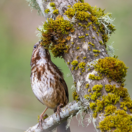 Song sparrow