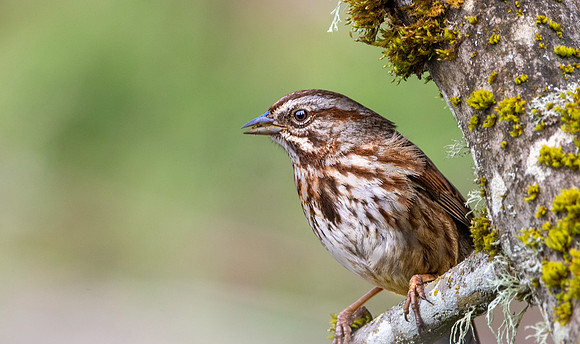 Song sparrow
