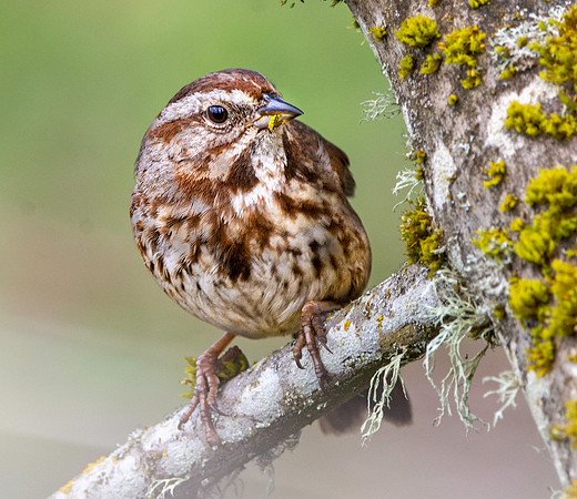 Song sparrow