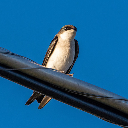 Tree swallow