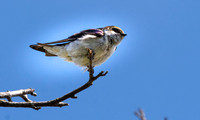 Tree swallow