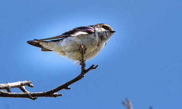 Tree swallow