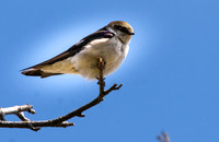 Tree swallow
