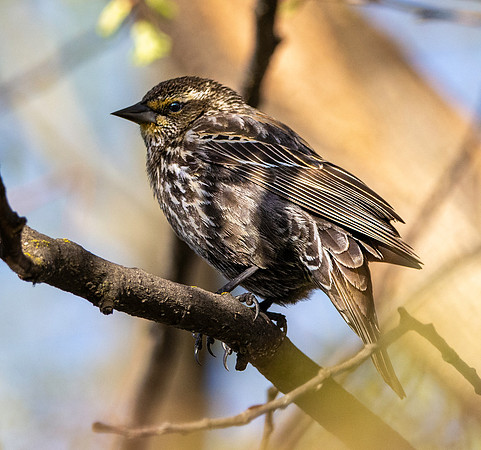 Tricoloured blackbird, female
