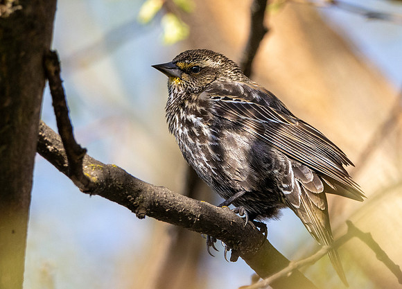 Tricoloured blackbird, female