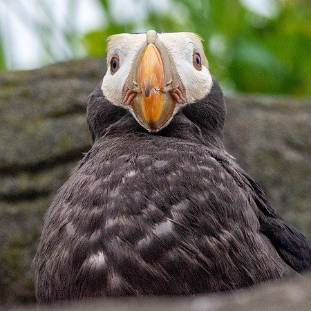Tufted puffin