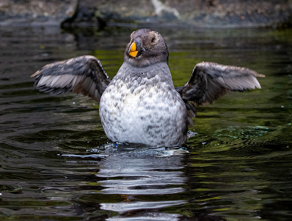 Tufted puffin, juvenile