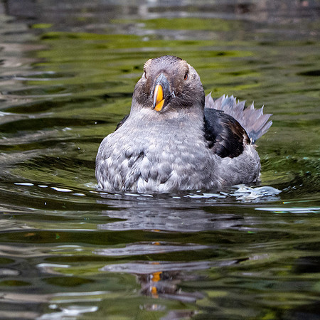Tufted puffin, juvenile