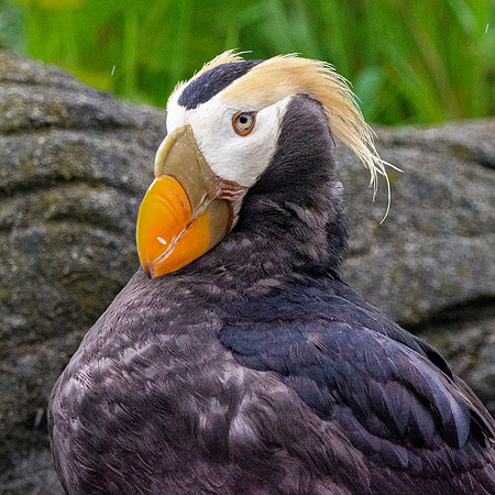 Tufted puffin