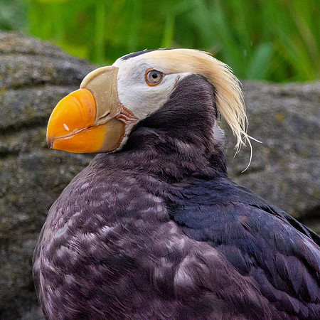 Tufted puffin