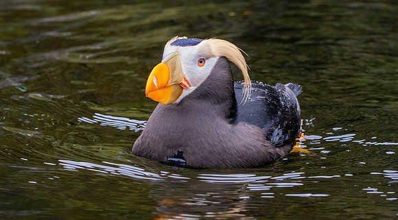 Tufted puffin