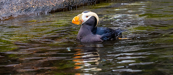 Tufted puffin