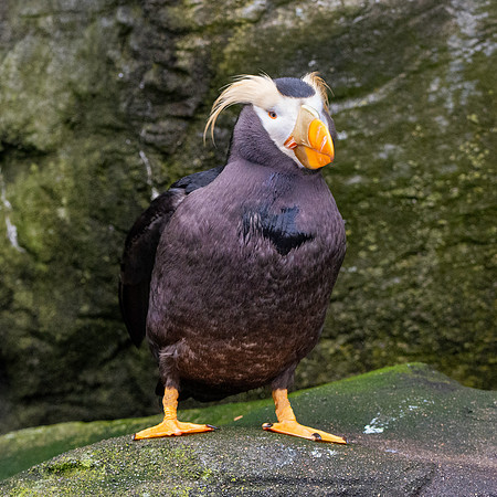 Tufted puffin