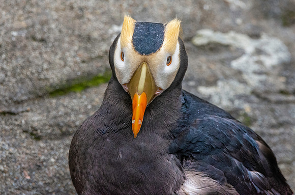 Tufted puffin