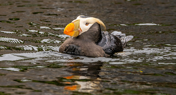Tufted puffin