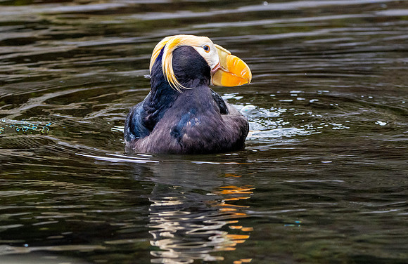 Tufted puffin