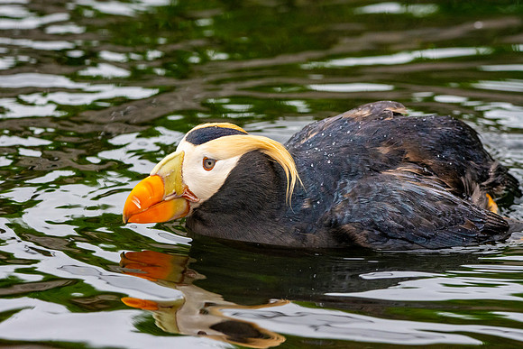 Tufted puffin