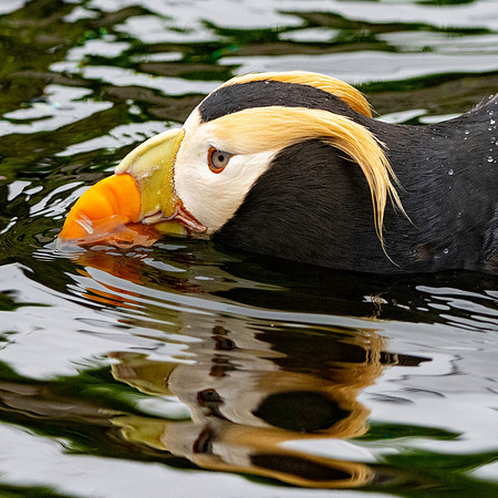 Tufted puffin