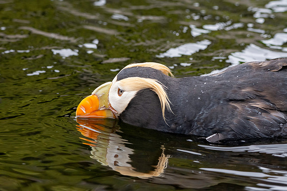 Tufted puffin