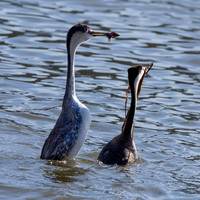 Western grebe