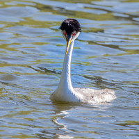 Western grebe