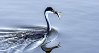 Western grebe