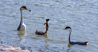 Western grebe